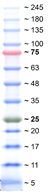 Product Image SERVA Triple Color Protein-Standard III_