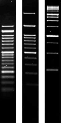 Product Image Agarose SERVA für PCR Low Melting_Molekularbiologie-Qualit&auml;t