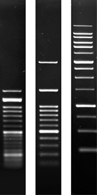 Product Image Agarose SERVA für DNA-Elektrophorese_reinst