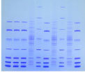 HSE-Gel.jpg