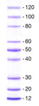 39248-SERVA Unstained Protein Standard II.jpg