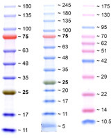 Color-Protein-Standards.jpg