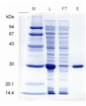 Agarose-Resins.jpg
