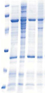 IMAC-Agarose_1.jpg