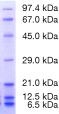 Product Image Protein Test Mixture 6 for SDS PAGE_