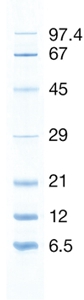 Product Image SERVA Unstained Protein Standard 6.5 - 97 kDa_
