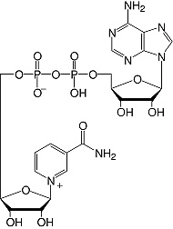 Structure &beta;-Nicotinamide adenine dinucleotide_analytical grade