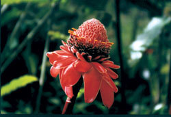 Blume.jpg
