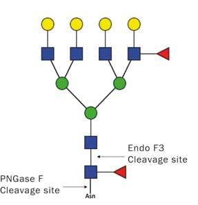 Endo-F3.jpg