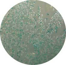 Enzym Substrate.jpg