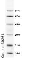 Fluorescent-Standard-SDS-EN-s.jpg