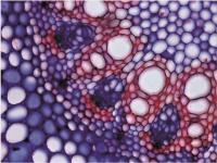 Microscopy-s.jpg