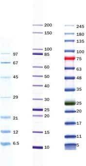 Proteinstandards-s 04-06-22.jpg