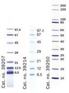 Unstained-SDS-Standard-EN.jpg