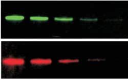 Western-Blot-Dye-s.jpg