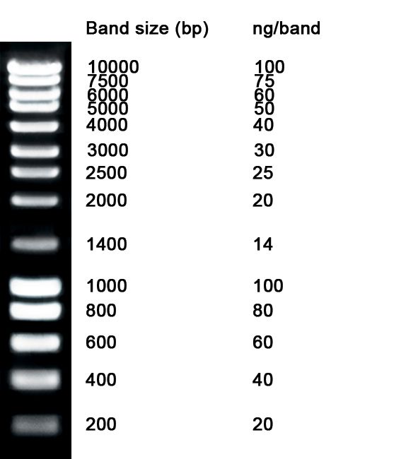 Product Image NZYDNA Ladder III, 200-10000 bp_