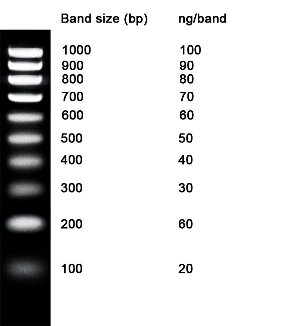 Product Image NZYDNA Ladder V, 100-1000 bp_