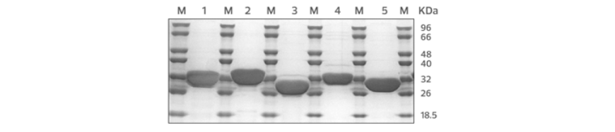 C2024_NZYTech_Glyco_Tab1.png