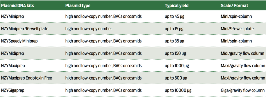 C2024_NZYTech_PlasmidDNAAuf.png